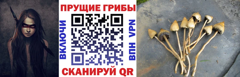 Галлюциногенные грибы Psilocybine cubensis  как найти наркотики  блэк спрут зеркало  Ленинградская 